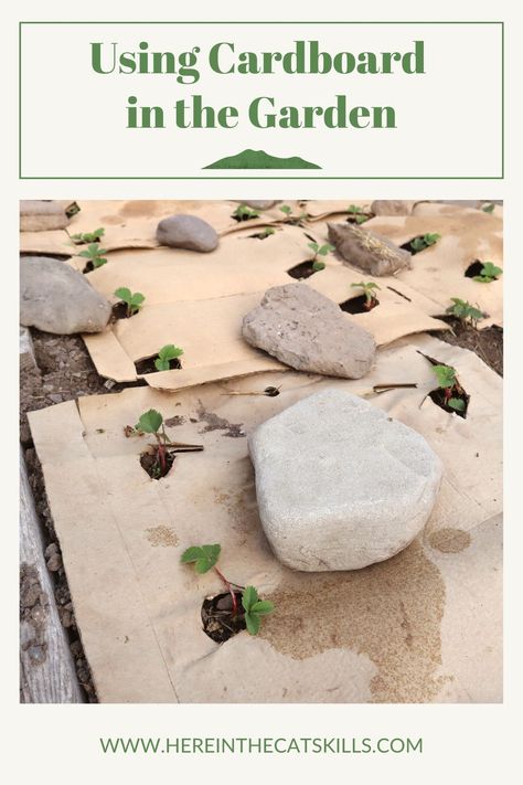 Strawberry plants surrounded by a cardboard weed barrier, with text reading: "Using Cardboard in the Garden" Killing Weeds With Cardboard, Cardboard For Gardening, Cardboard In Flower Beds, Using Cardboard To Kill Weeds, How To Use Cardboard In Garden, Cardboard Garden Bed, Preparing Garden Beds, Wild Kitchen, Recycle Cardboard Box