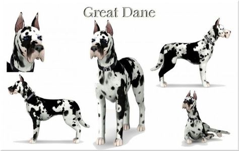 Blue Ancolia, Sims 4 Pets Mod, Sims3 Cc, The Sims 3 Pets, English Coonhound, Sims Pets, Dutch Warmblood, Sims 3 Cc Finds, Dog Drawings