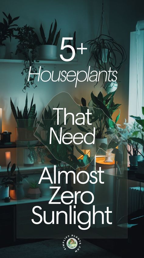 "Discover 5 houseplants that thrive in low light conditions, perfect for indoor gardening enthusiasts! These low light houseplants are ideal for dark rooms and require almost zero sunlight. Explore shade-loving plants that bring life to your space without the need for bright light. From low light plant care tips to creative low light plant ideas, find the best low light plant options and varieties to enhance your home decor!" Zero Sunlight Indoor Plants, Plants No Light, Low Light Plants Indoor, Wabi Sabi Color, Low Light Houseplants, Texture Palette, Indoor Plants Low Light, Houseplants Low Light, Dark Rooms