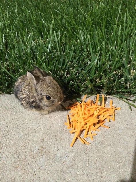 20 Animals Who Came For An Unexpected Visit And Melted Our Heart - I Can Has Cheezburger? Eating Carrots, Tiny Bunny, Baby Animals Funny, A Bunny, Baby Bunnies, Cute Animal Pictures, Sweet Animals, Cute Funny Animals