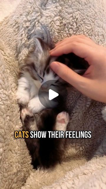 Cats Sleeping Funny, Cats Cuddling, Animals Sleeping, Cutest Kittens Ever, Kitten Cuddle, Cute Cat Sleeping, Cat Cuddle, Sleeping Kitten, Pampered Pets