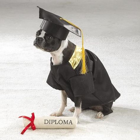 dog+graduation+cap+and+gown | did look online and all the puppy graduation customes are sold out ... Reactive Dog, Graduation Gown, Aggressive Dog, Cap And Gown, American Kennel Club, Animal Behavior, Therapy Dogs, Graduation Pictures, Training Program