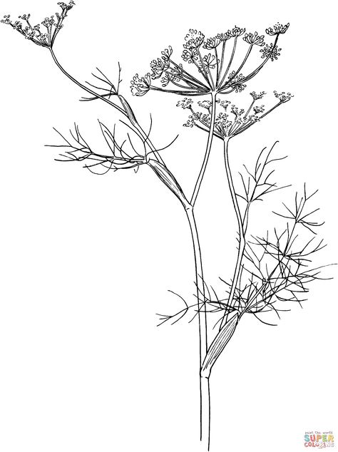 fennel-coloring-page.gif (2072×2774) Fennel Flower Drawing, Fennel Flower Tattoo, Fennel Tattoo, Tattoo Heart, Asian Painting, Heart Flower, Flower Coloring Pages, Botanical Drawings, Free Printable Coloring Pages