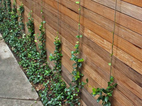 Plants for Dallas - Your Source for the Best Landscape Plant Information for the Dallas-Ft. Worth MetroplexBest Vines for Dallas, Texas — Jasmine Creeper Wall, Wall Creeper Plants, Star Jasmine Fence, Star Jasmine Wall, Jasmine Fence, Landscaping Walls, Jasmine Wall, Creeper Plants, Vine Fence