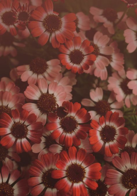 Soft Red Aesthetic Vintage, Red Floral Aesthetic, Colours Wallpaper, Tan Wallpaper, Phone Wallpapers Vintage, Wallpaper Photography, Floral Aesthetic, Desert Flowers, Bohemian Aesthetic