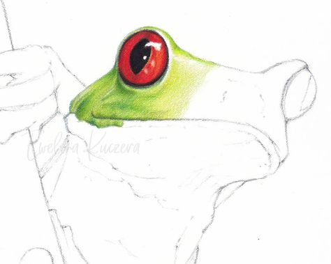 Artistic Blog - learn how to draw with colored pencils: How to draw a frog with colored pencils - a step by step tutorial Drawing With Coloured Pencils, Colored Pencil Drawing Tutorial Step By Step, Color Pencil Drawing Easy Step By Step, Color Pencil Art Tutorial Step By Step, Drawing A Frog, Watercolour Frog, Color Pencil Drawing Tutorial, Draw With Colored Pencils, Draw Flowers Watercolor