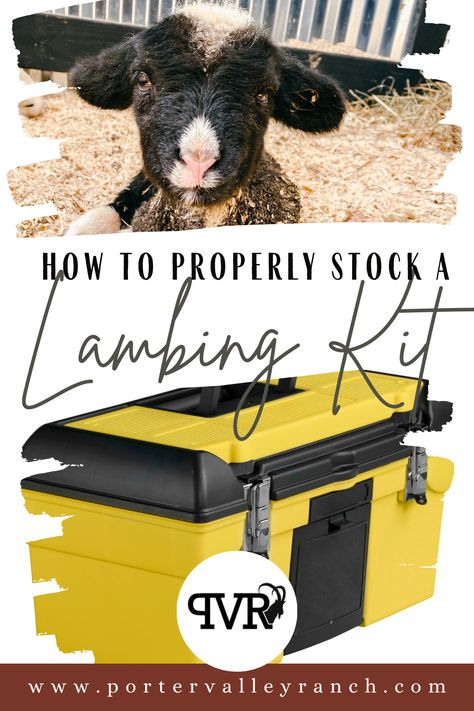 Lambing Kit, Lambing Season, Novice Shepherds, Shepherds, How to Lambing Pens, Sheep Raising, Lambing Season, Farm Goals, Babydoll Sheep, Homestead Animals, Care Basket, Baa Baa Black Sheep, Sheep Shearing