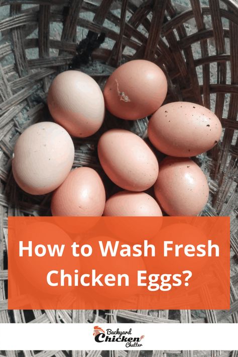 Unwashed Eggs, Chicken Tips, Raising Quail, Chicken Poop, Clean Chicken, Chicken Health, Small Chicken, Farm Eggs, Organic Eggs