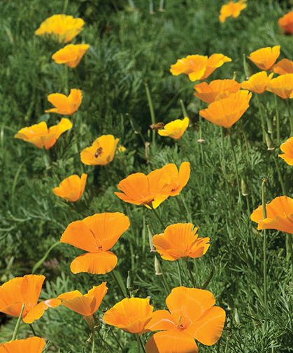 Poppy Flower Seeds, California Wildflowers, Vegetable Garden For Beginners, Starting A Garden, Wildflower Garden, Plant Spacing, California Poppy, Poppy Seeds, Wildflower Seeds