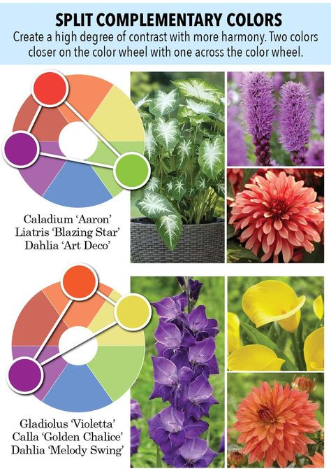 Garden Color Palette Colour Schemes, Flower Garden Color Schemes, Flower Garden Color Palette, Garden Colour Schemes, Garden Color Combinations, Flower Color Combinations, Garden Color Scheme, Purple Flowers Garden, Longfield Gardens