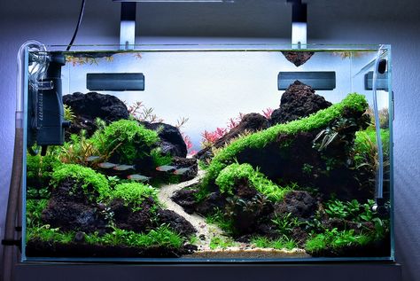 50 Gallon Aquascape, Aqua Scape Ideas Planted Aquarium, Aquascapes Freshwater, Aquarium Hardscape Ideas, 5 Gallon Aquascape, Aqua Scape Ideas, Fish Tank Aquascaping, Cube Aquascape, Aquarium Scape