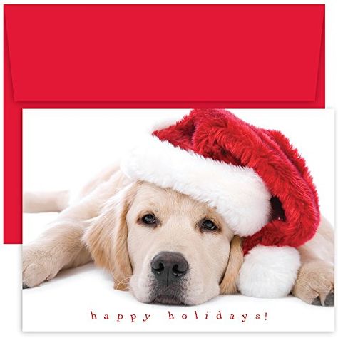 Pet Christmas Cards, Cute Christmas Cards, Golden Retriever Christmas, Studio Cards, Dog Christmas Card, Boxed Christmas Cards, Pet Photos, Christmas Card Set, Christmas Stationery