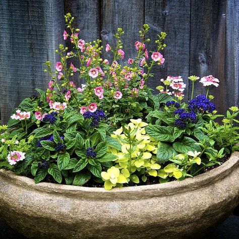 Plants For Shallow Pots, Best Outdoor Plants, Shallow Planters, Large Garden Pots, Patio Container Gardening, Growing Vegetables In Pots, Container Herb Garden, Grow Gorgeous, Container Gardening Flowers