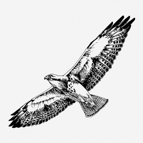 Flying hawk drawing, vintage animal illustration. Free public domain CC0 image. | free image by rawpixel.com Hawk Drawing, Flying Hawk, Vintage Animal Illustration, Eagle Illustration, Eagle Flying, Drawing Vintage, Vintage Black And White, White Illustration, Black And White Illustration