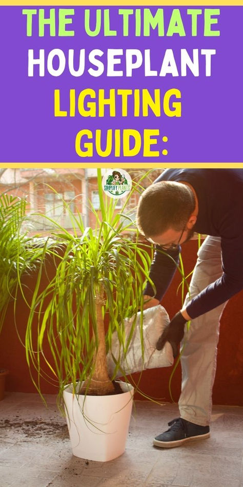 "Discover the Ultimate Houseplant Lighting Guide to help your indoor 
plants thrive! This comprehensive houseplant lighting guide covers 
essential tips on light requirements, placement, and types of lighting for 
various houseplants. Whether you need a light guide for plants, an 
indoor plants light guide, or specific advice on how to optimize your 
space for optimal growth, this guide has you covered. Illuminate your home 
with the right knowledge and watch your houseplants flourish!" Plant Lighting Guide, Indoor Plant Lights, Perfect Playlist, Easy Indoor Plants, Houseplant Care, Potted Plants Outdoor, Light Guide, Plant Hacks, Right Light