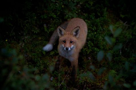 Fox at night Fox Magic, Vulpes Vulpes, Fantastic Fox, Grisha Trilogy, Fox Spirit, The Grisha Trilogy, Hanging Garden, Amazing Animals, Stay Positive