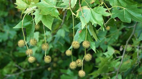 London Plane Tree, London Plane, Flowers London, Plane Tree, Tree Id, Leaf Projects, Patio Trees, Urban Tree, Sycamore Tree