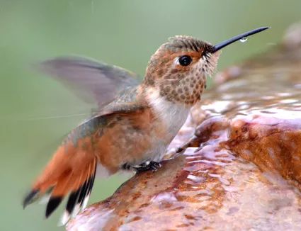 Hummingbird Bath, Hummingbird Bird Bath, Hummingbird Fountain, Bird Fountain, Hummingbird Nectar, Hummingbird Plants, Diy Bird Bath, Bird House Kits, Hummingbird Flowers