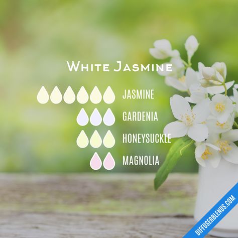 White Jasmine | DiffuserBlends.com Jasmine Essential Oil Blends, Jasmine Oil Blends, Honeysuckle Essential Oil, Gardenia Essential Oil, Essential Oil Perfumes Recipes, Essential Oil Combinations, Essential Oil Diffuser Blends Recipes, Perfume Recipes, Jasmine Essential Oil