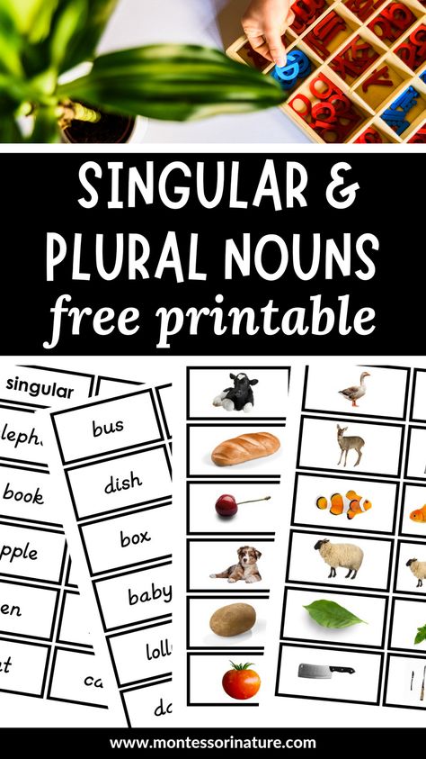 Montessori sorting cards offer an engaging and effective learning tool to help little learners master the difference between singular and plural nouns. By presenting kids with visual aids and hands-on activities, they will have an easier time understanding the differences between singular and plural nouns, which can help them improve their writing and speaking skills in the long run. We’ll delve deeper into how Montessori sorting cards can be a valuable asset in teaching them. Singular And Plural Nouns Activities, Irregular Plural Nouns Activities, Nouns Kindergarten, Plural Nouns Activities, Preschool Freebies, Irregular Plural Nouns, Nouns Activities, Singular And Plural Nouns, Singular Nouns