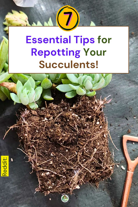 "Discover 7 essential tips for repotting your succulents to ensure vibrant 
growth and health! This guide covers crucial succulent care techniques, 
effective repotting tips, and indoor gardening strategies. Learn the best 
practices for plant care and succulent potting, along with clever gardening 
hacks to make your repotting experience seamless. Transform your indoor 
garden with these expert insights!" Succulent Care Indoor, Succulents Care, How To Water Succulents, Gardening Hacks, Succulent Care, Succulents Indoor, Indoor Gardening, Succulent Pots, Best Practices