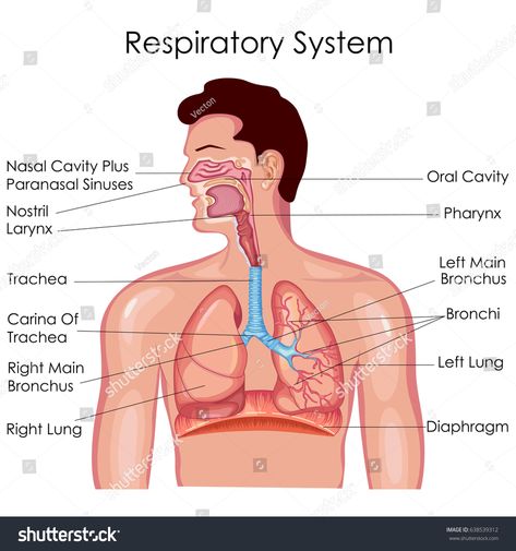 Medical Education Chart of Biology for Respiratory System Diagram. Vector illustration #Ad , #spon, #Chart#Biology#Medical#Education Respiratory System Diagram, Education Chart, Respiratory System Anatomy, Human Respiratory System, Paranasal Sinuses, Breathing Problems, Pulmonary Disease, Respiratory Health, Medical Knowledge