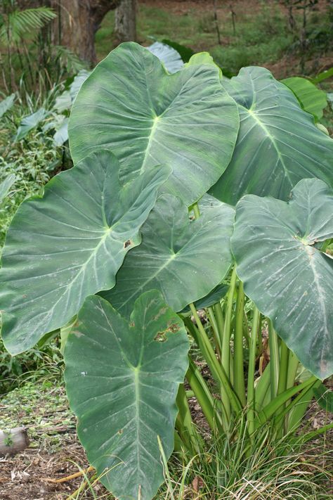 Colocasia esculenta is a tropical plant grown primarily for its edible corms, the root vegetables whose many names include Taro and Eddoe. It is believed to be one of the earliest cultivated plants. Taro is native to South India and Southeast Asia. It is a perennial, tropical plant primarily grown as a root vegetable for its edible starchy corm, and as a leaf vegetable. It is a food staple in African, Oceanic and South Indian cultures. Plant Identification App, Taro Plant, Perennial Vegetables, Trendy Plants, Root Vegetable, Plant Tattoo, Wild Edibles, Plant Photography, Plant Identification