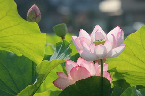 Lotus Flower Images, Lotus Flower Wallpaper, Lotus Wallpaper, 1920x1200 Wallpaper, Lotus Flower Pictures, Lily Lotus, Flower Symbol, Live Wallpaper Iphone, Pink Lotus