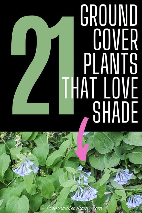 I LOVE these perennial ground cover plants that love the shade. There are so many pretty flowers for my shade garden, I can't decide which ones to get! #fromhousetohome #shadeplants #gardeningtips #gardenideas #gardening #groundcover Plants That Love Shade, Plants For Shade, Shade Loving Shrubs, Ground Orchids, Perennial Ground Cover, Japanese Painted Fern, Plants Under Trees, Virginia Bluebells, Shade Loving Perennials