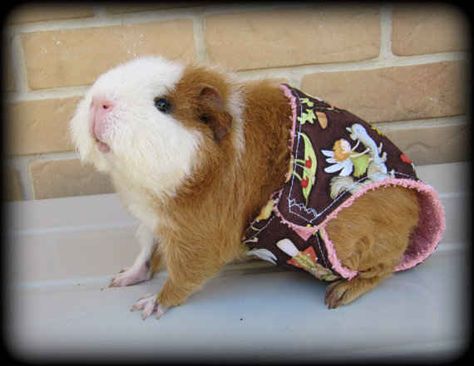 Guinea Pig Panties | 19 Adorable Pets Trying To Sell You Something On Etsy Guinea Pig Costumes, Guinea Pig Clothes, Guinea Pig Diy, Guinea Pig Accessories, Guinea Pig House, Baby Guinea Pigs, Guinea Pig Bedding, Pet Guinea Pigs, Guinea Pig Care