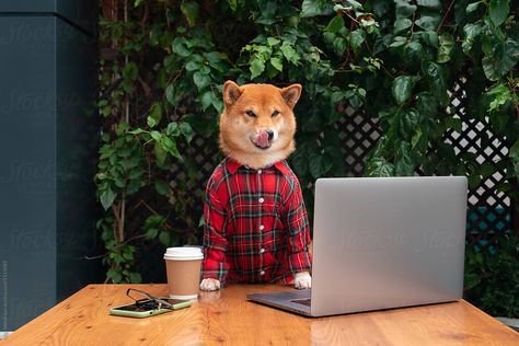 Hipster Dog, Dog Business, Shiba Inu, Dog Photos, Cute Dog, Puppy Love, Cute Dogs, Funny Animals, Tap