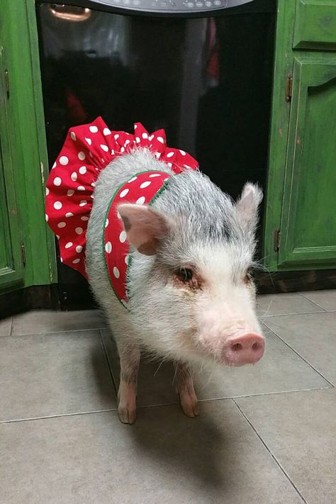 All dressed up! You customize it! Pet Tutu, Mini Pig Clothes, Polka Dot, Pig Clothes, Flower Pippa Grant, Pig Clothes, Farm Animal Fabric, Clothes Flower, Pot Belly Pigs, Funny Selfies, Dog Tutu, Small Pigs, Animal Fabric