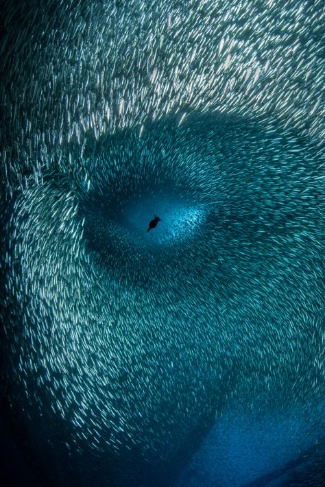 Blanket Octopus, Princess Yachts, Pilot Whale, Planet Ocean, Colossal Art, Marine Environment, Deep Ocean, Ocean Conservation, Great White Shark