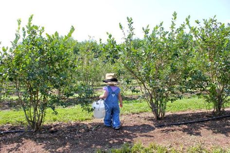 Growing Berries: How to Plant a Berry Patch (Strawberries, Blueberries, etc.) Grow Berries, Growing Berries, Pruning Tomato Plants, Blueberry Gardening, Growing Tomatoes Indoors, Growing Tomatoes From Seed, Tips For Growing Tomatoes, Growing Organic Tomatoes, Growing Tomato Plants