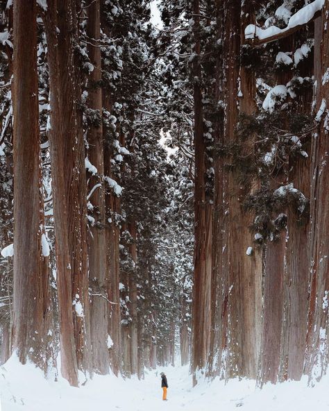 Cedar Trees, Visit Japan, Nagano, Winter Wonderland, Tower, The Past, Japan, Canning, On Instagram