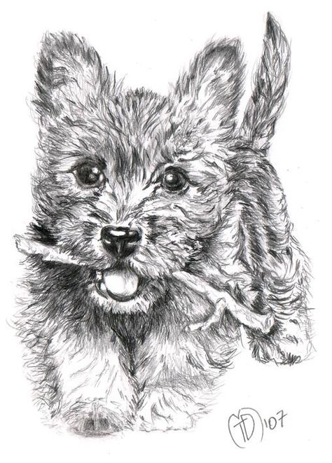 Carin Terriers, Scotties Dog, Pet Drawings, Puppy Drawing, Cairn Terriers, Canine Art, Cairn Terrier, Dog Images, Dog Drawing