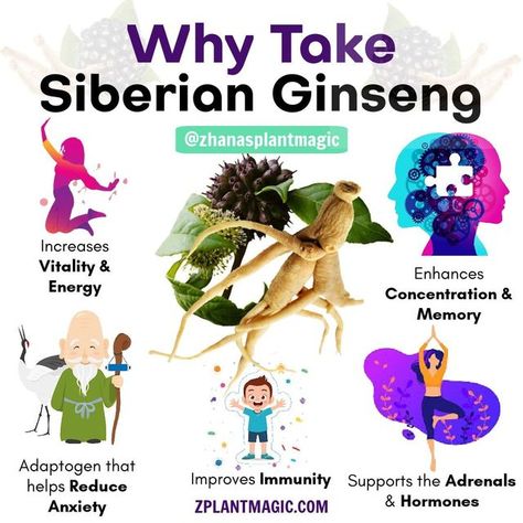 Mushroom Lattes & Herbal Elixirs on Instagram: "Have you tried Siberian Ginseng? Also known as Eleuthero Root, this herb's medicinal uses originate back to the regions of Northern China, South Eastern Russia, Korea, and Japan. Although this plant is not from the same family as Panax Ginseng (true ginseng) it is called Siberian Ginseng due to the similar properties they share. TCM, Traditional Chinese Medicine, knows this herb as Ci Wu Jia and is used to help increase stamina, improve energy, e Siberian Ginseng Benefits, Ginseng Benefits, Siberian Ginseng, Tcm Traditional Chinese Medicine, Herbal Elixir, Panax Ginseng, Decrease Inflammation, Increase Stamina, Mushroom Coffee