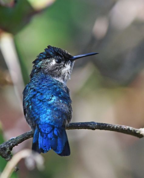 ML143184471 - Bee Hummingbird - Macaulay Library Hummingbird Aesthetic, Bee Hummingbird, Quick Art, Pretty Animals, Pretty Birds, Small Birds, Tattoo Inspo, Adorable Animals, Bird Art