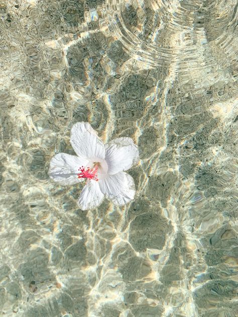 Mermaid Aesthetic, Ocean Vibes, Summer Wallpaper, Summer Dream, Summer Pictures, Beach Aesthetic, Beach Vibe, Summer Of Love, Flower Petals