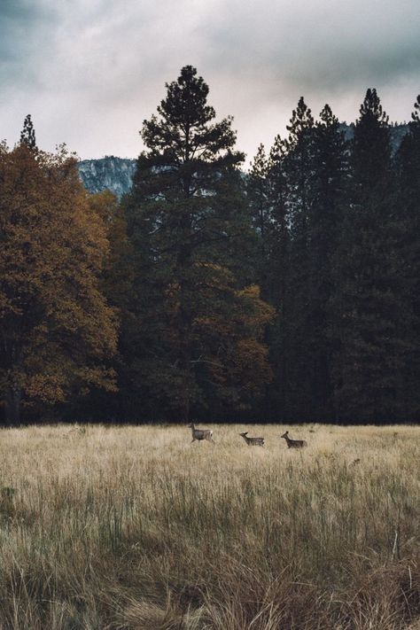 California National Parks, Best Photographers, Nature Aesthetic, Pine Tree, Perfect Day, Beautiful World, Mother Nature, The Great Outdoors, Beautiful Nature