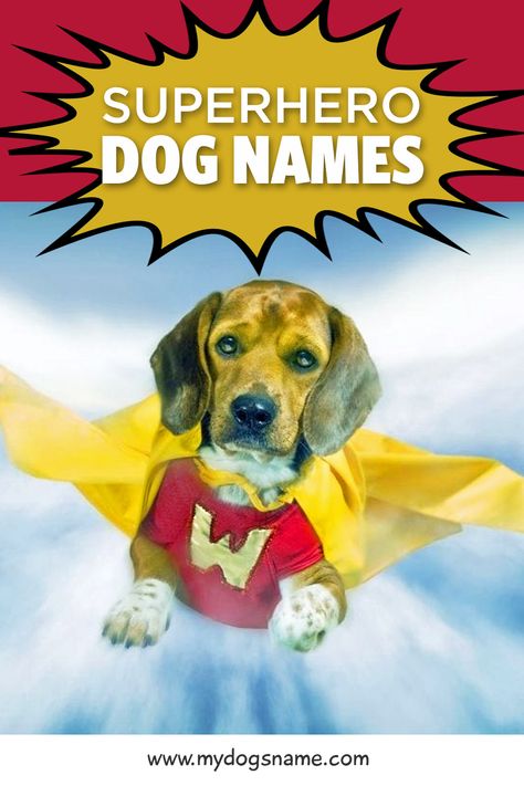 Sometimes a regular name just won’t do for your extraordinary pup. That’s when it’s time to look at superhero dog names! Whether you’re a fan of superhero action movies, comics or mythology, there’s a unique superhero name waiting out there for your four-legged best friend. To help you break down the process and make it easier, here are our top picks for the best superhero dog names out there. Marvel Dog Names, Avengers Names, Superhero Dog, Funny Dog Names, Dog Names Unique, Boy Dog Names, Girl Dog Names, Female Dog Names, Cute Names For Dogs