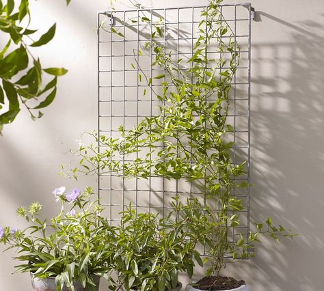 outdoor plant trellis. would be nice to have wisteria or ivy crawling up Crawling Plants Outdoor, Crawling Plants, Exterior Fence, Cafe Plants, Outdoor Furniture Modern, Iron Trellis, Grid Wall, Plant Trellis, Trellis Panels