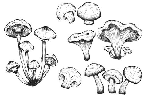 Mushrooms hand drawn set isolated by Tierre3012 on @creativemarket Mushroom Sketch, Plant Sketches, Mushroom Tattoos, Mushroom Drawing, Mushroom Art, Flash Art, Drawing Set, Trippy Art, Icons Design