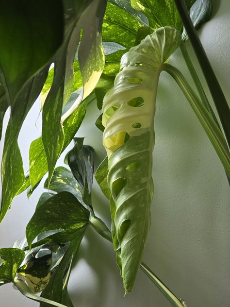 New leaf of a Monstera Thay Constellation unfurling. Monstera Thai Constellation, Thai Constellation, Tropical Garden, New Leaf, Constellations, Tattoos, Plants