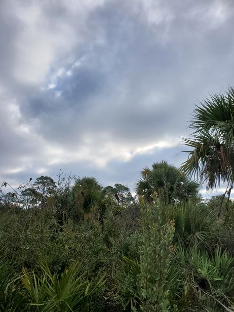 Instagram- nature_trails_florida Tiktok- nature_trails_florida Youtube- Nature Trails Florida Florida Tiktok, Rural Florida, Florida Gothic, Florida Forest, Dr Aesthetic, Summer Core, Florida Nature, Southern Things, Miss Florida