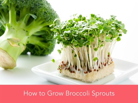 How to Grow Broccoli Sprouts - HormonesBalance.com How To Eat Broccoli, Growing Broccoli, Broccoli Benefits, How To Make Broccoli, Broccoli Seeds, Broccoli Sprouts, Sprouting Seeds, Dried Beans, Nutritional Value