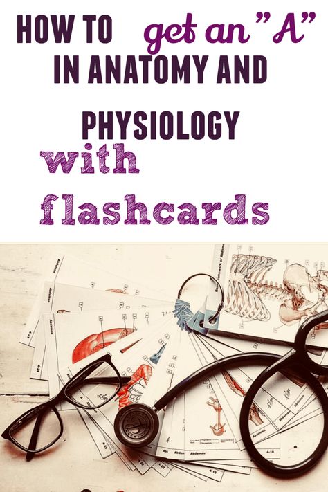 Physiology Flashcards, How To Study Anatomy, Nursing School Studying Cheat Sheets, Anatomy Flashcards, Veterinary School, Gross Anatomy, Basic Anatomy And Physiology, Nurse Study Notes, Study Flashcards