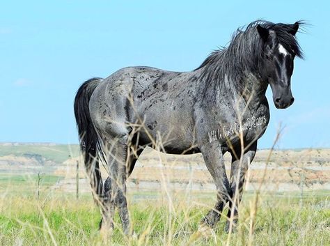 Blue Rone Horse Coat Colors, Mustang Horse, Blue Roan, Cowgirl And Horse, Wild Mustangs, Majestic Horse, Bull Riding, All About Horses, Horses And Dogs