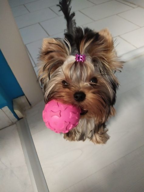 Yorkshire Terrier Hairstyles, Yorkie Clothes, Biewer Yorkie, Teacup Yorkie Puppy, Cute Small Dogs, Puppy Mom, Dog Mommy, Yorkie Terrier, Really Cute Puppies