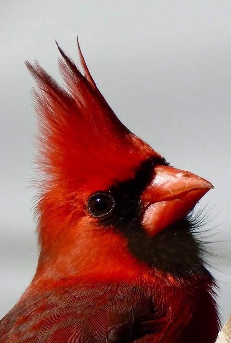 Cardinal Birds Art, Red Cardinals, Cardinal Birds, Beautiful Locations Nature, Backyard Birds, Bird Pictures, Pretty Birds, Red Birds, Bird Photo